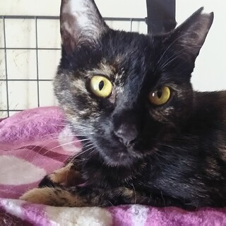 さび柄ファン必見！もふもふ女の子Aちゃん