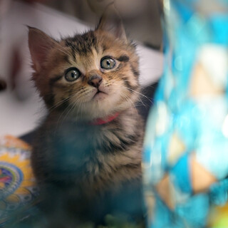 多頭飼育崩壊から救出！キジ♀