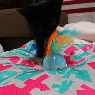 つゆ君❤️私元気になったらサンバ踊るけんbyチャムチャム