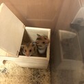 ゴールデンハムスターの赤ちゃん１ヶ月
