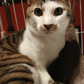 受け入れ先が決まりました。