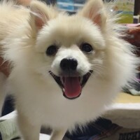 さくら