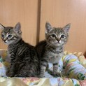 小粒なキジトラ兄弟です♪