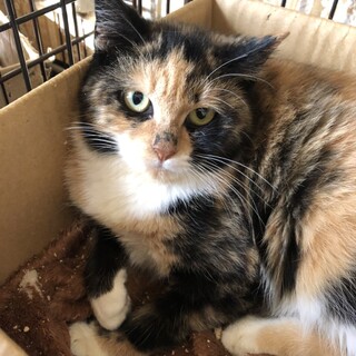 ふわふわな三毛猫☆凛ちゃん