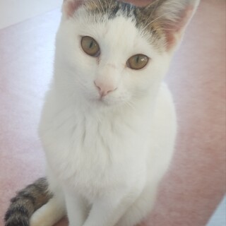 お兄ちゃん振りたいお年頃★仮名・大福