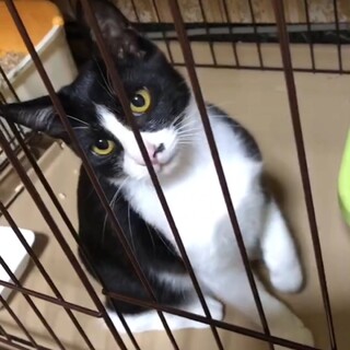 人も猫も好きな男の子です♪