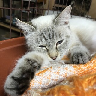 シャム系雑種　メス