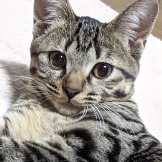 抱っこ大好き！キジトラてん女子