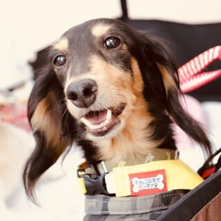 人が好き！わんちゃんとも仲良くできるロッティちゃん