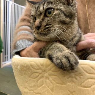 温厚で優しい夢之助