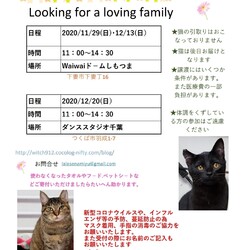 保護猫譲渡会