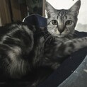 シルバータビーの甘えん坊さん、らん君