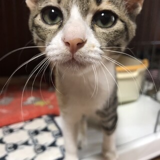 【知花】おかげさまで里親さまが決まりました
