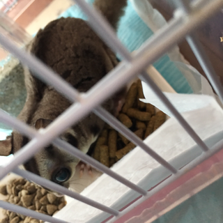 フクロモモンガ (オス1歳)里親募集です