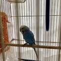 セキセイインコ♂の里親様募集