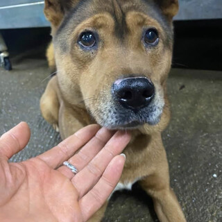 里親様決定しました✨✨ありがとうございました