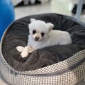 ビビリだけどホントは人好き♀しろまるちゃん