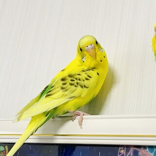 【里親募集】セキセイインコ　保護インコです