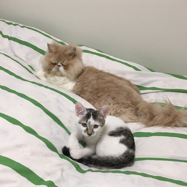みーこ♡のカバー写真