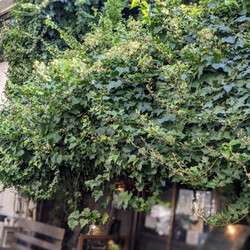 (中止)だけれど里親さん募集中 サムネイル2