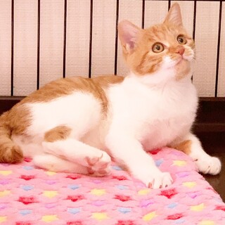 11/22水道橋★はちみつくん★のんびり屋の茶白