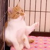 11/22水道橋★はちみつくん★のんびり屋の茶白 サムネイル4