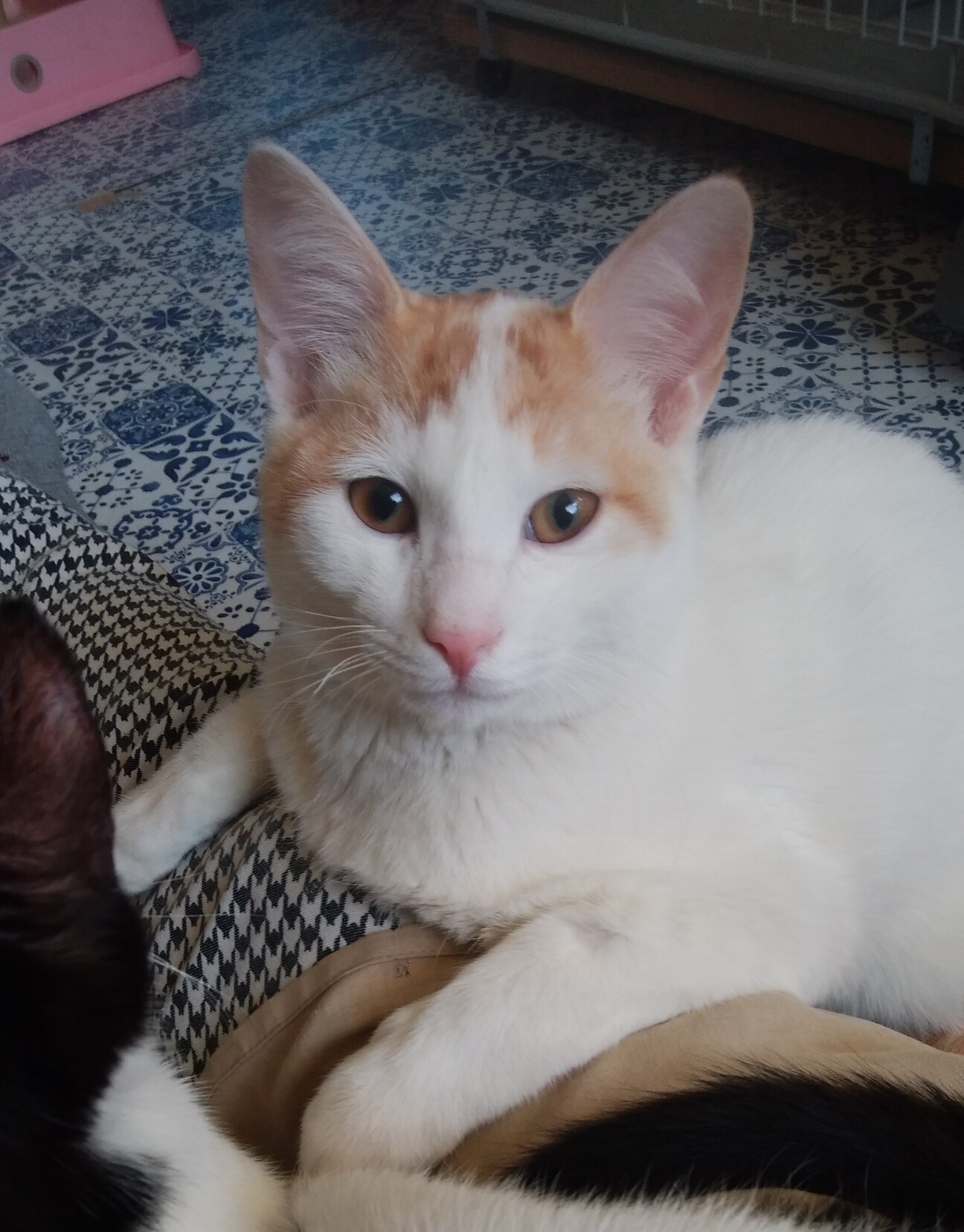 人懐っこい飼いやすい子猫です 神奈川県 猫の里親募集 ペットのおうち 月間利用者150万人