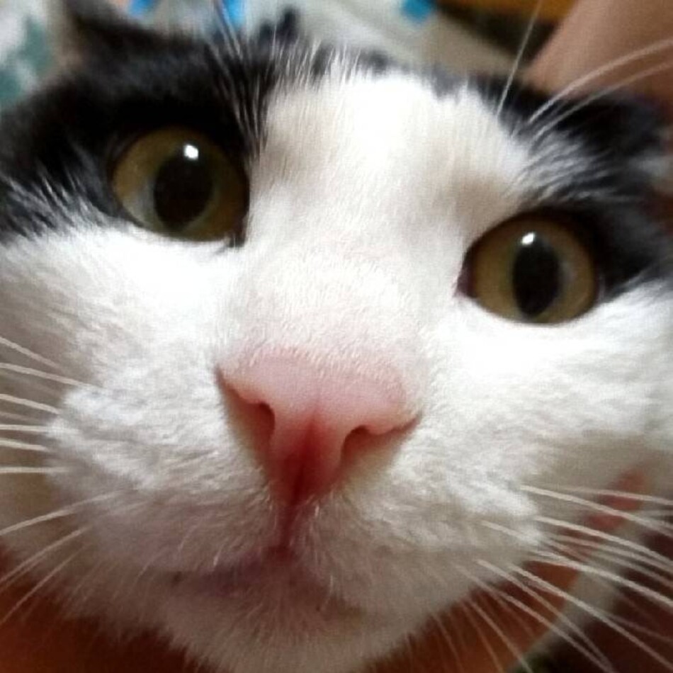 はちのカバー写真