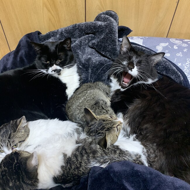 ちびたぬきみぃママのカバー写真