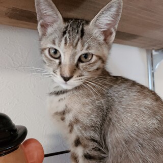 生後3-4ヶ月の子猫の里親さん募集中