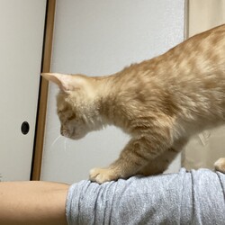 サーカスかよ