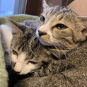 野良猫が産んだ子供たち