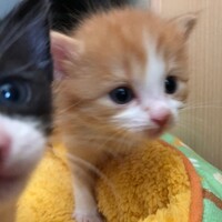 はな