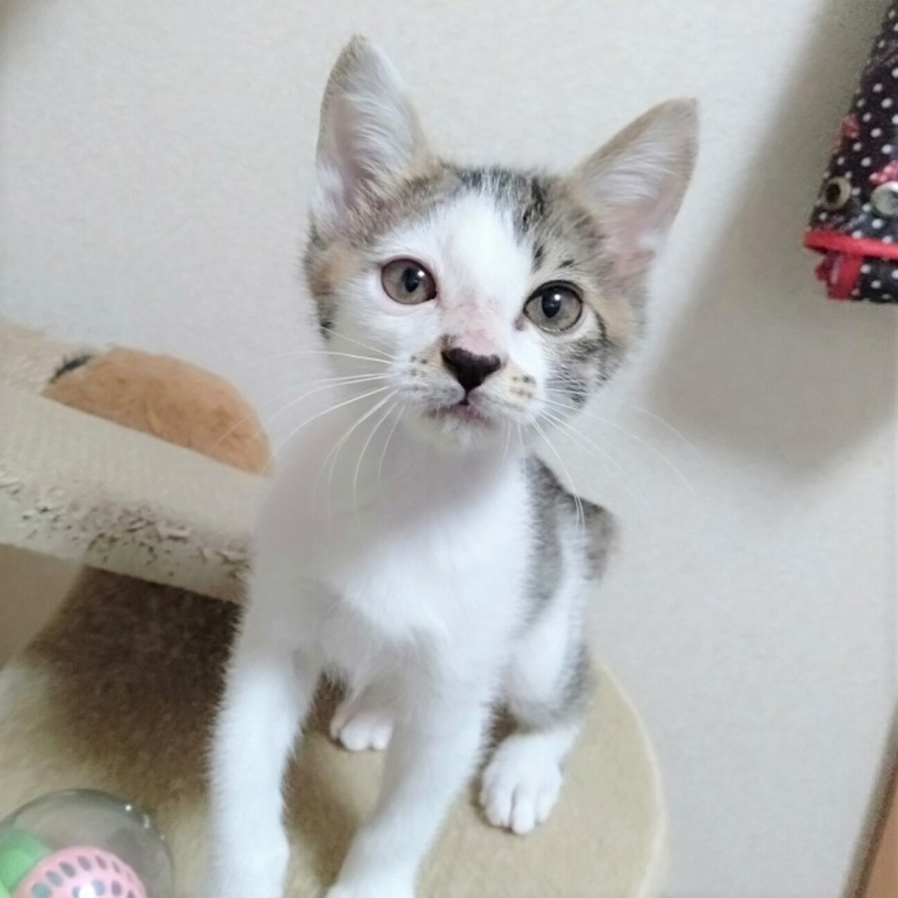 人が大好き寂しがり屋のキ 千葉県 猫の里親募集 ペットのおうち 月間利用者150万人