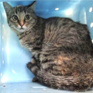 幼さの残る一歳未満の子猫