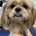 ぶぶ☆がっちりボディの甘えん坊シーズー♂