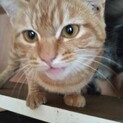 保護猫子猫の里親募集