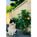 どうぶつ病院の看板猫ちゃん　女の子