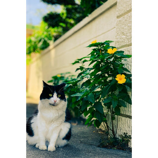 どうぶつ病院の看板猫ちゃん　女の子