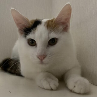 避妊・各種検査済♡美人な三毛猫のわらびちゃん