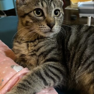 おひざが大好き☆元気いっぱいな茶々くん