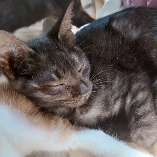 黒猫3匹、スモーク2匹超甘えん坊兄弟！