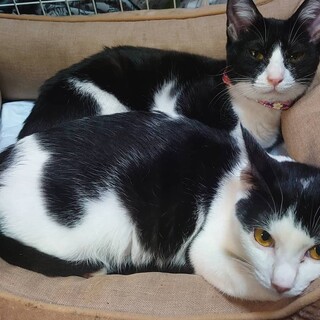 デレデレ姉妹4匹