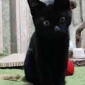 甘えたの黒猫さん