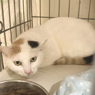 SOS‼️触れます‼️綺麗な白多めの三毛マリン