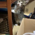 生後2ヶ月のこねこちゃん