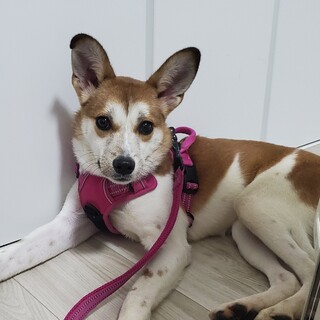 少しビビりな小夏ちゃん❤️