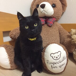 小柄で凛々しい黒猫のヤマトくん☆