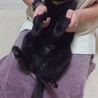 小柄で凛々しい黒猫のヤマトくん☆ サムネイル2