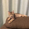 子猫　里親募集　再投稿